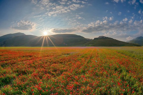 Blooming meadow