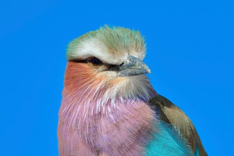 Lilac-breasted Roller (Coracias caudatus)