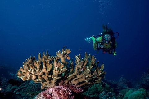 Diver looking at a Pore Coral (Montipora malampaya)