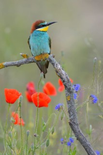 European Bee-eater (Merops apiaster)