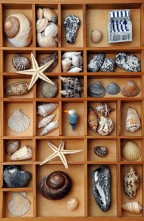 Shells