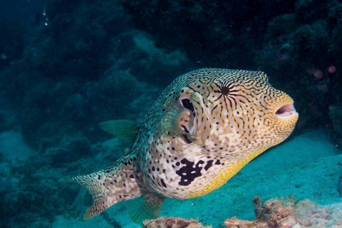 Map Puffer or Map Pufferfish (Arothron mappa)