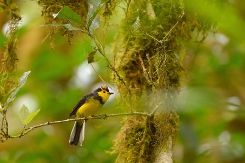 Collared Whitestart