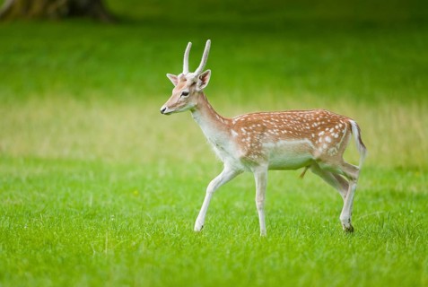 Fallow Deer (Dama dama)