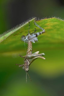 Grasshopper (Caelifera)
