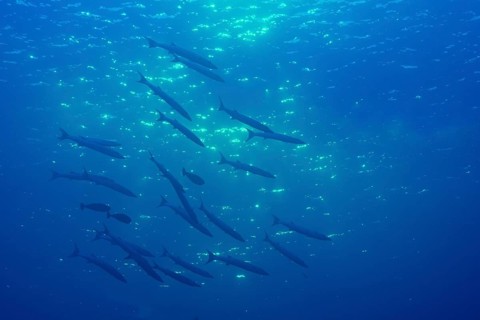 School of Sharpfin Barracuda (Sphyraena helleri)