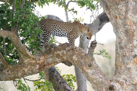 Leopard (Panthera pardus) standing in a fig tree