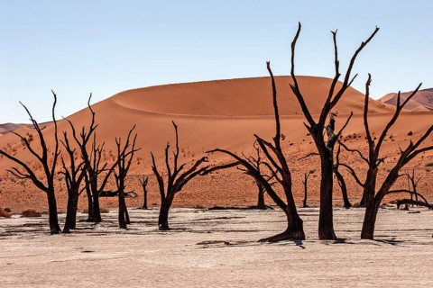 Dead camel thorn trees (Vachellia erioloba)