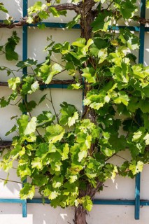 Vine growing on a trellis