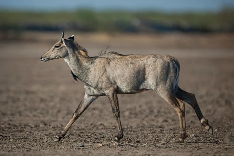 Nilgai or nilgau (Boselaphus tragocamelus)