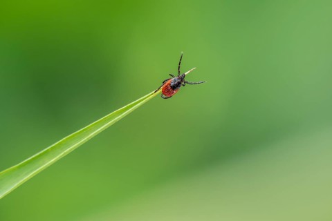 Female tick