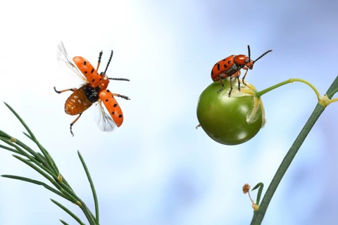 Spotted asparagus beetle (Crioceris duodecimpunctata) in flight on a Garden asparagus plant (Asparagus officinalis) with seed capsule