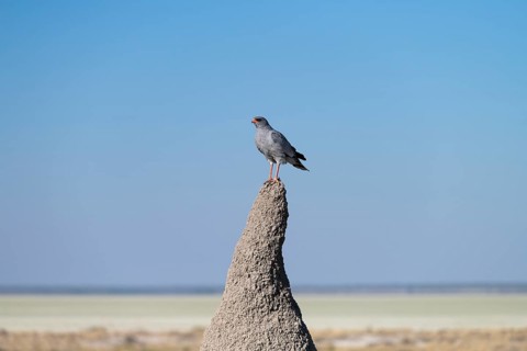 Dark Chanting Goshawk (Melierax metabates) on termite mound