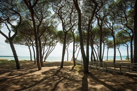 Pines (Pinus pinea) on the beach