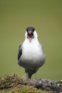Long-tailed jaeger (Stercorarius longicaudus) regurgitating pellets