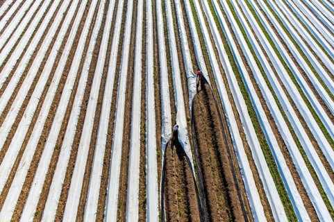 Asparagus harvest