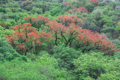 Blooming Cockspur Coral Tree (Erythrina crista-galli)