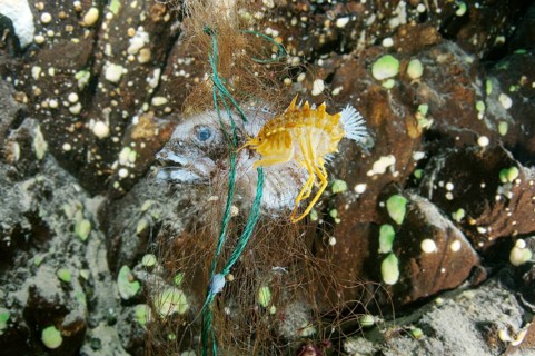 Acanthogammarus victorii amphipod feeding on snared fish