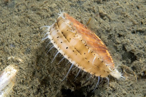 Yesso Scallop (Mizuhopecten yessoensis)
