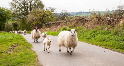 Sheep flock