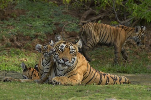 Bengal Tigers (Panthera tigris tigris)
