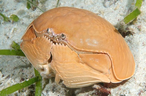 Smooth Box Crab (Calappa calappa)