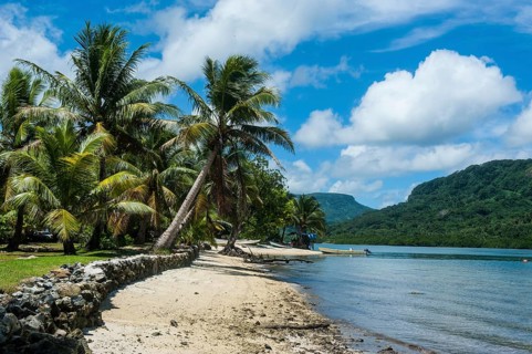 White sand beach with palm trees