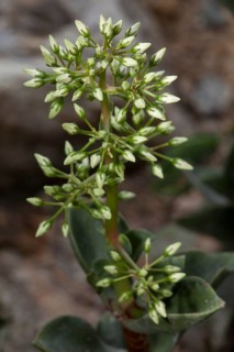 Taylor's Parches (Crassula lactea)