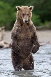 Brown bear (Ursus arctos)
