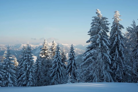 Snow covered trees