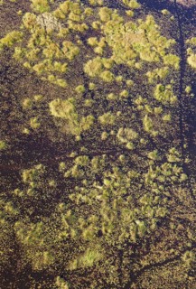 Freshwater marshes with animal trails