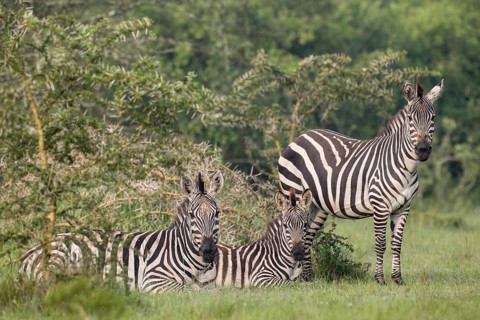 Grant's Zebras (Equus quagga boehmi)