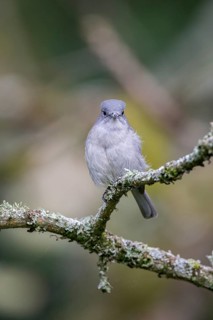 Grey-throated Tit-flycatcher (Myioparus griseigularis)