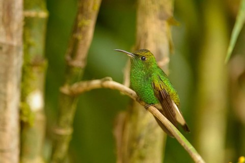 Coppery-headed Emerald (Elvira cupreiceps)