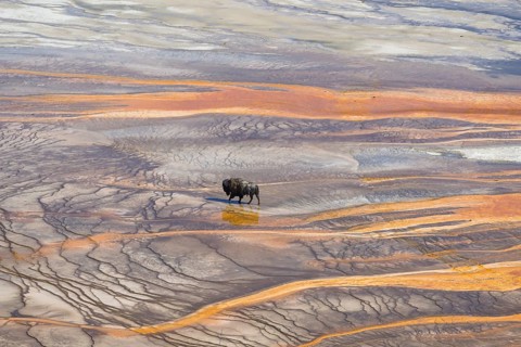 Bison crossing the sinter crust of Grand Prismatic Spring