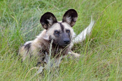 African Wild Dog (Lycaon pictus)