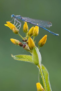 White-legged damselfly (Platycnemis pennipes)