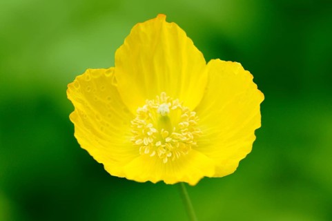 Yellow Iceland Poppy (Papaver nudicaule)