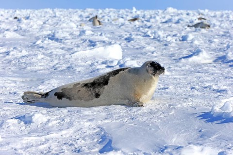 Harp Seal or Saddleback Seal (Pagophilus groenlandicus