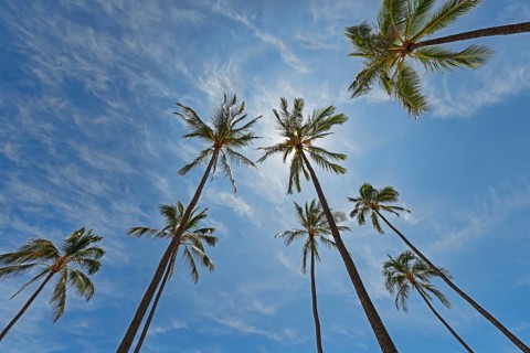 Palms