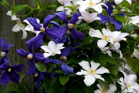 White and purple Clematis