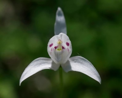 Little Pigeon Orchid (Codonorchis lessonii)
