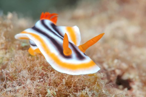 Pyjama Slug (Chromodoris quadricolor)