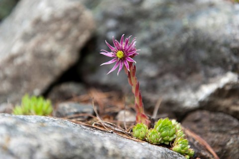 Mountain Houseleek (Sempervivum montanum)