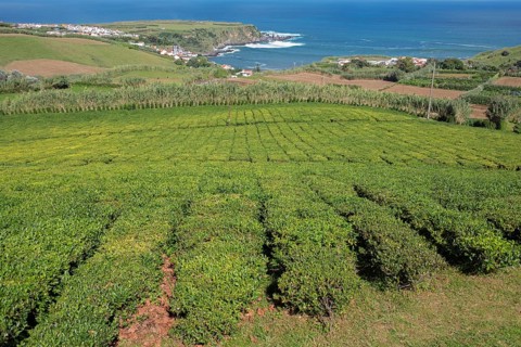 Tea plantation