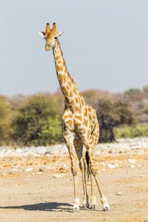 Giraffe (Giraffa camelopardalis)