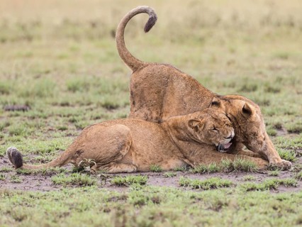 Lions (Panthera leo)