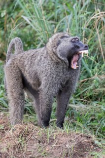Olive Baboon (Papio anubis)