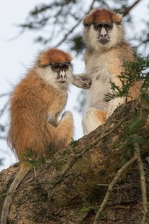 Patas Monkeys (Erythrocebus patas)