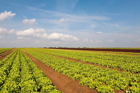 Lettuce fields